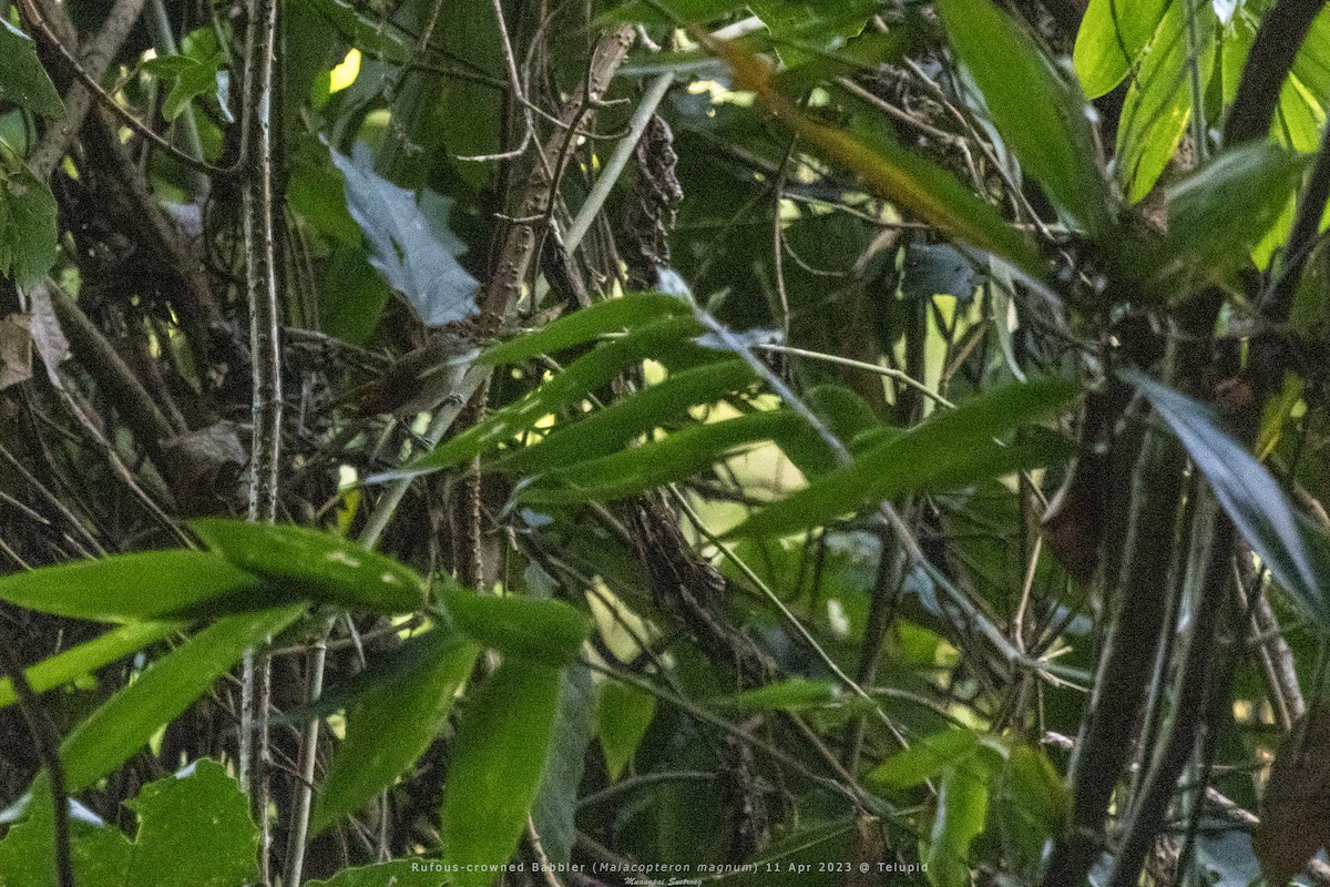 Rufous-crowned Babbler - ML615245192