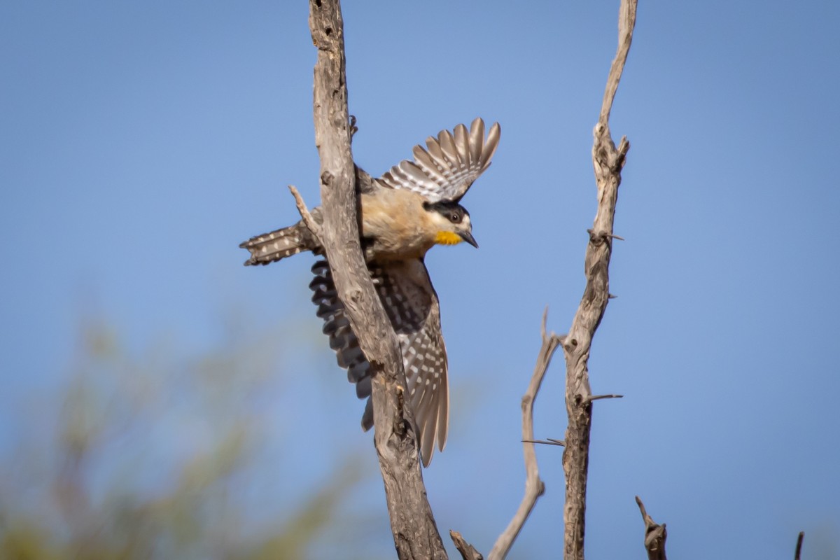 White-fronted Woodpecker - ML615245226