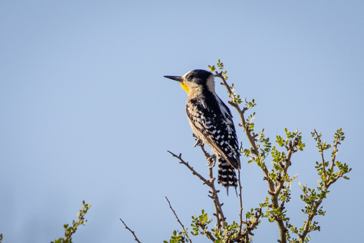 White-fronted Woodpecker - ML615245227