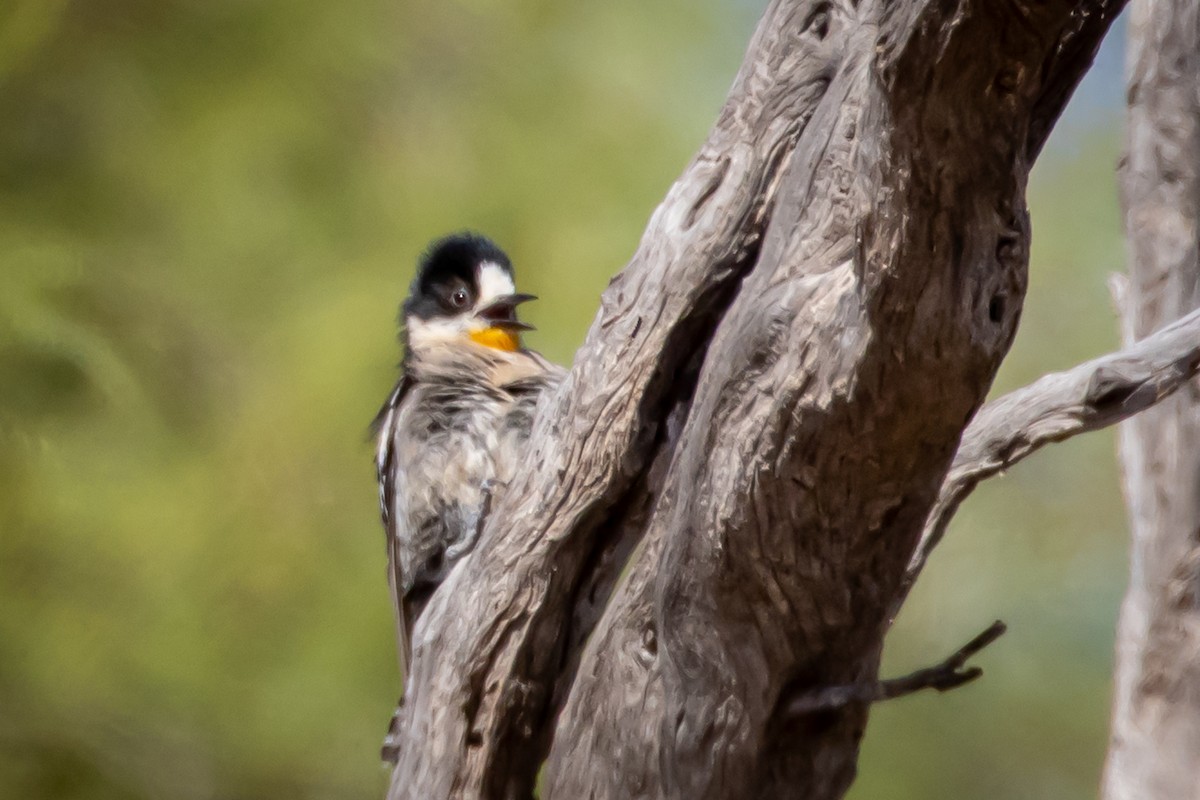 White-fronted Woodpecker - ML615245229