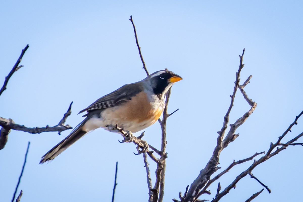 Many-colored Chaco Finch - ML615245282