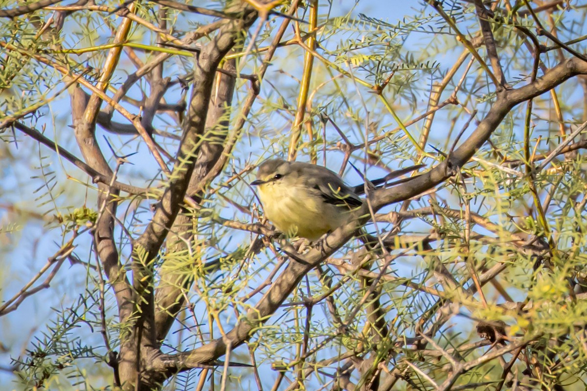 Greater Wagtail-Tyrant - ML615245296