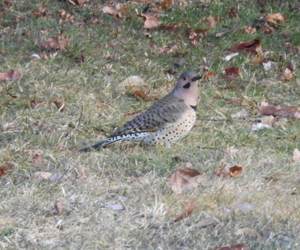 Northern Flicker (Yellow-shafted) - ML615245441