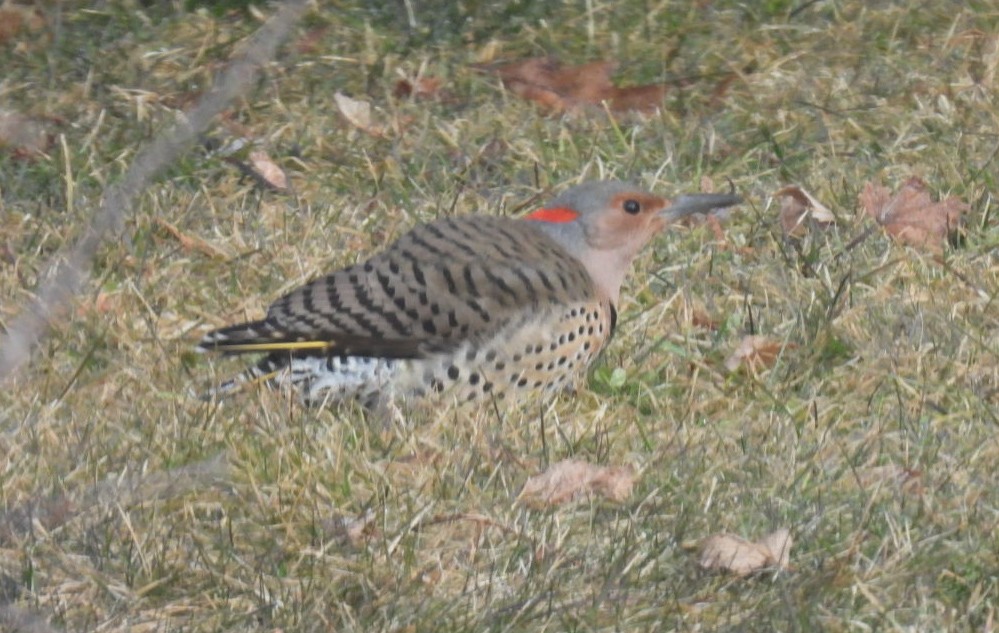 Northern Flicker (Yellow-shafted) - ML615245442