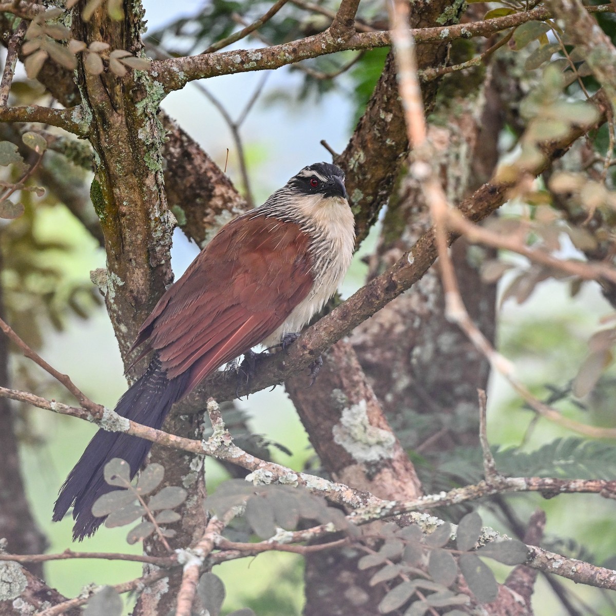 White-browed Coucal - ML615245451