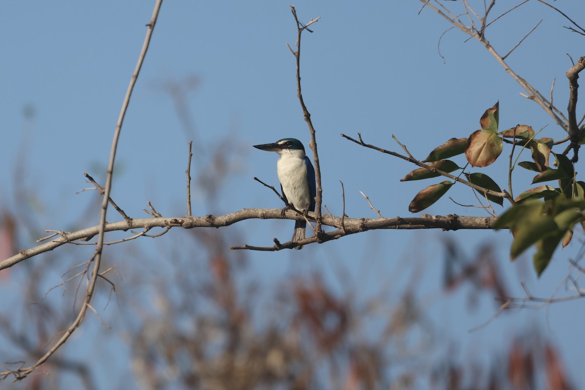 Collared Kingfisher (Oriental) - Bhubordee Ngamphueak