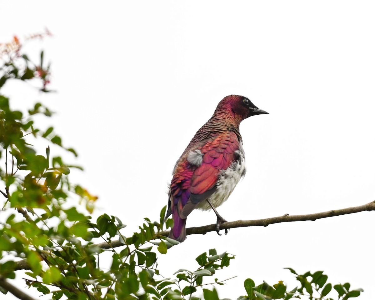 Violet-backed Starling - ML615245495
