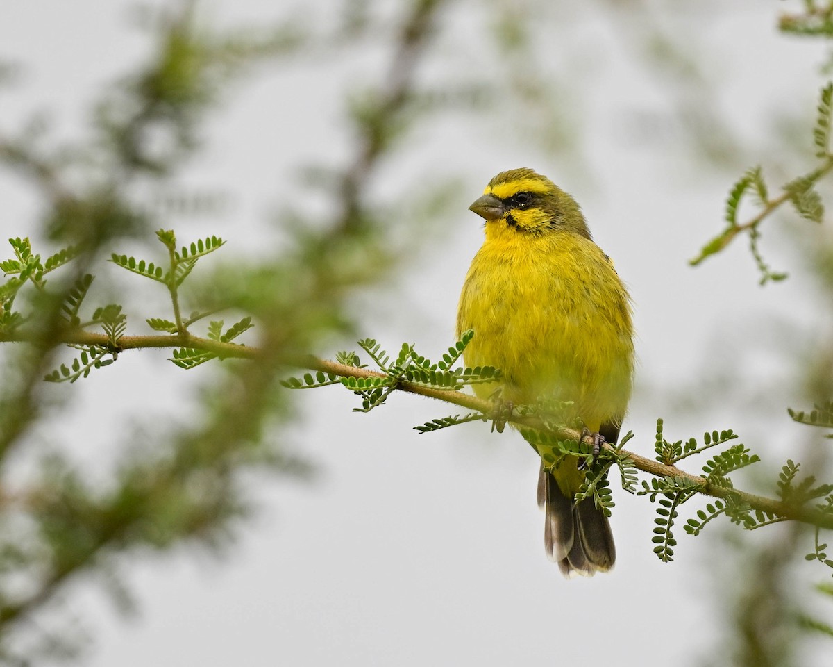 Yellow-fronted Canary - ML615245625