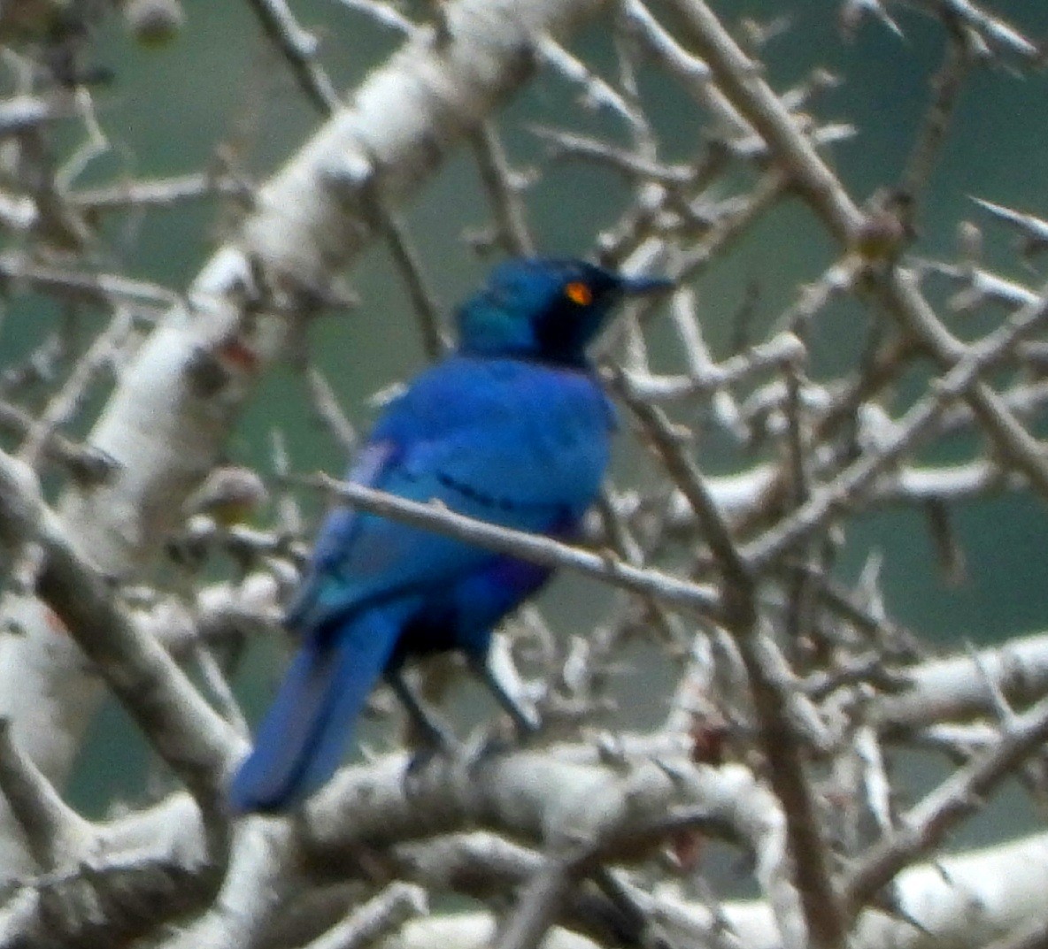 Greater Blue-eared Starling - ML615245716
