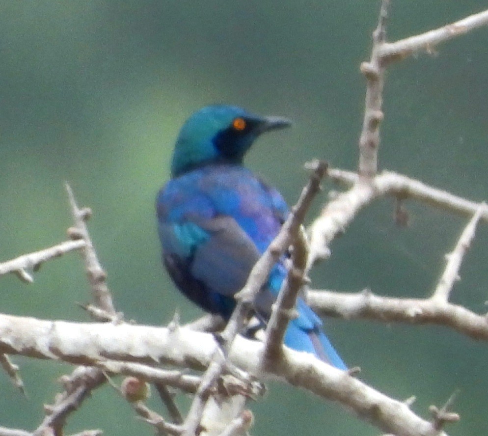Greater Blue-eared Starling - ML615245717
