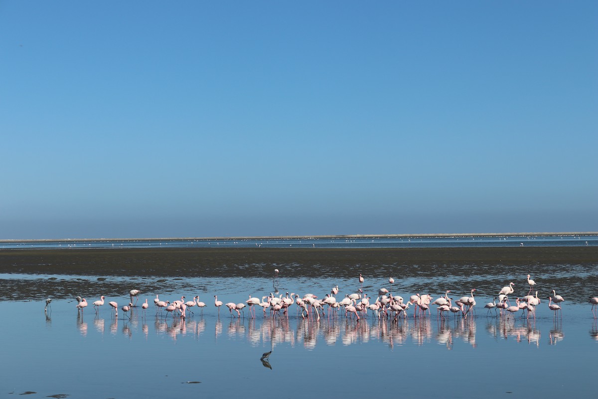Lesser Flamingo - Paul Suter