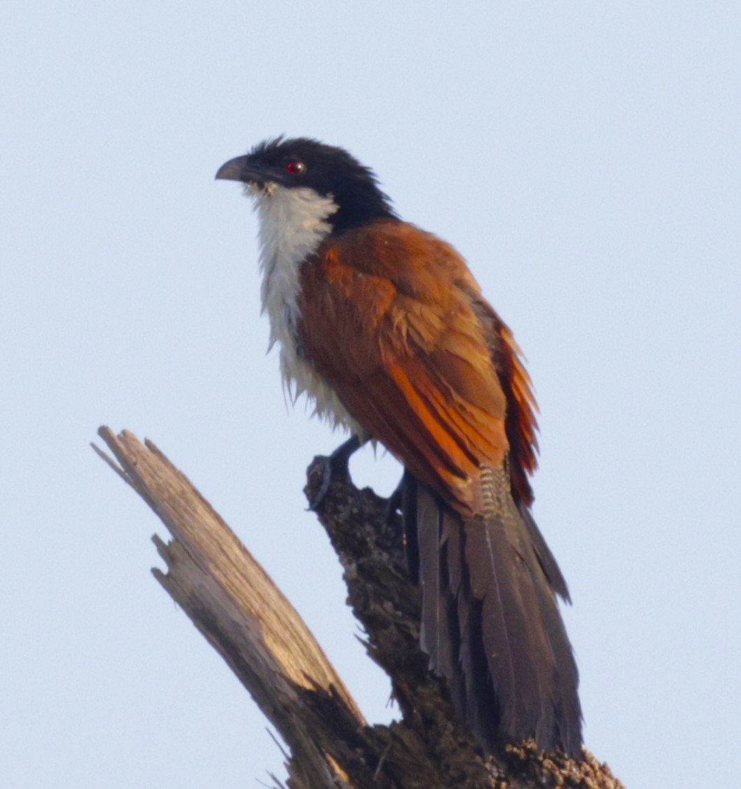 White-browed Coucal (Burchell's) - ML615245824