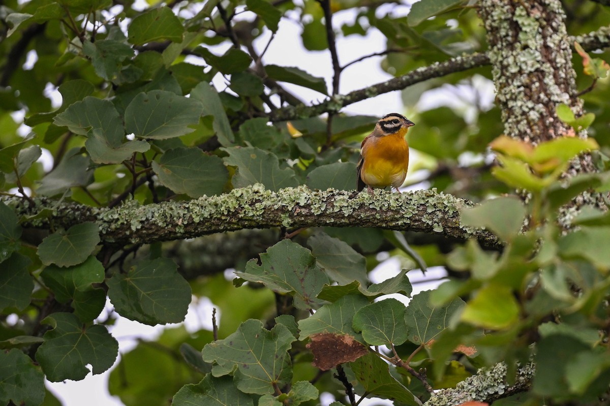 Golden-breasted Bunting - ML615245988