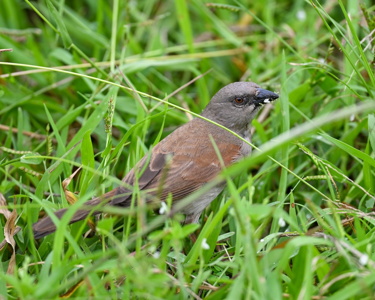 Northern Gray-headed Sparrow - ML615245997