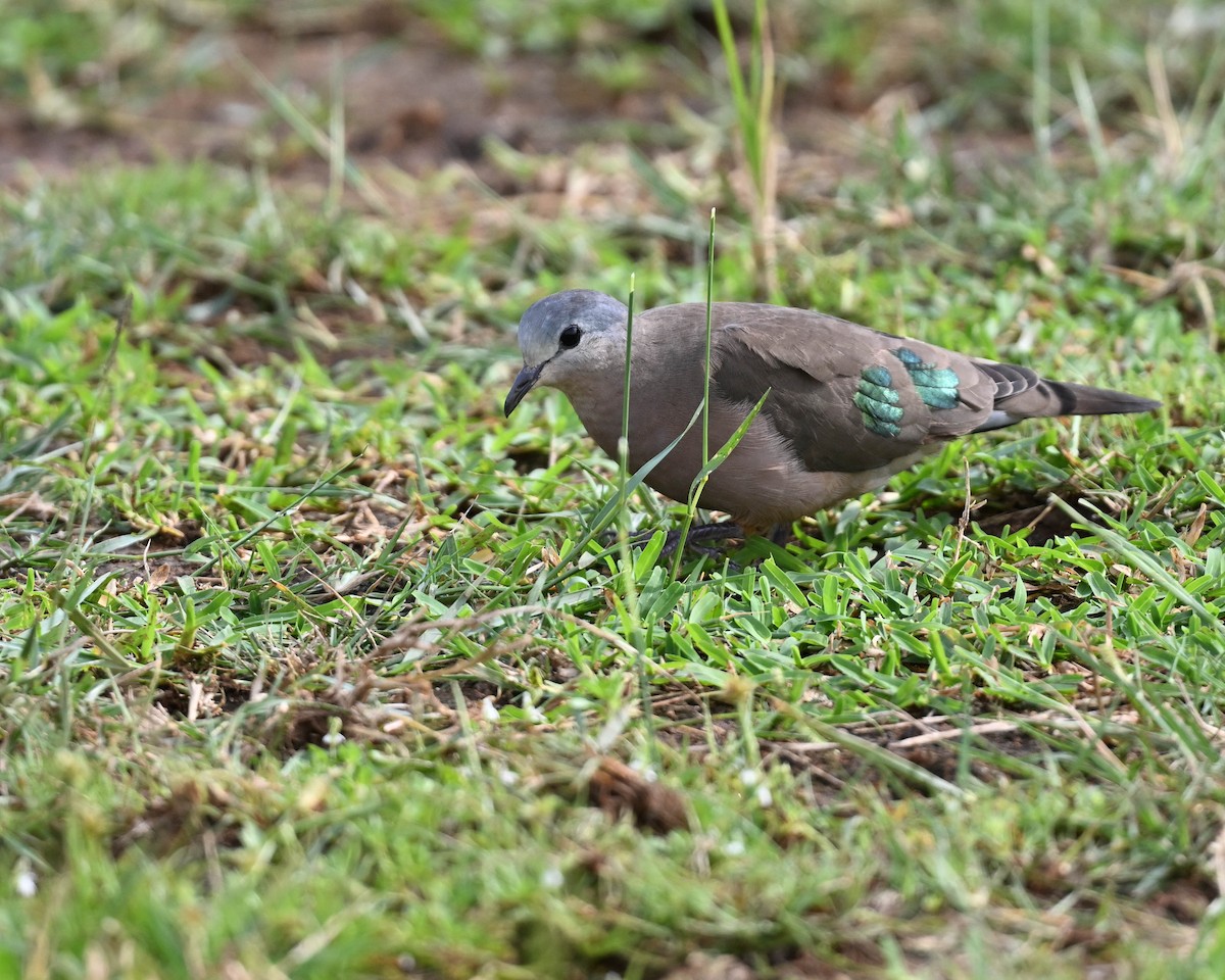 Emerald-spotted Wood-Dove - ML615246013