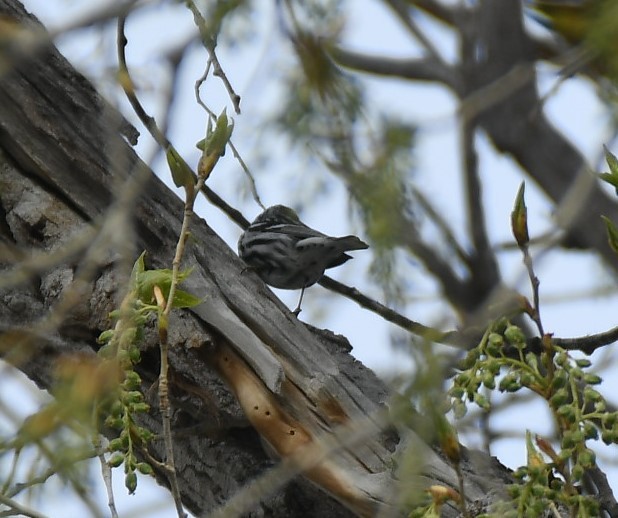Black-and-white Warbler - ML615246104