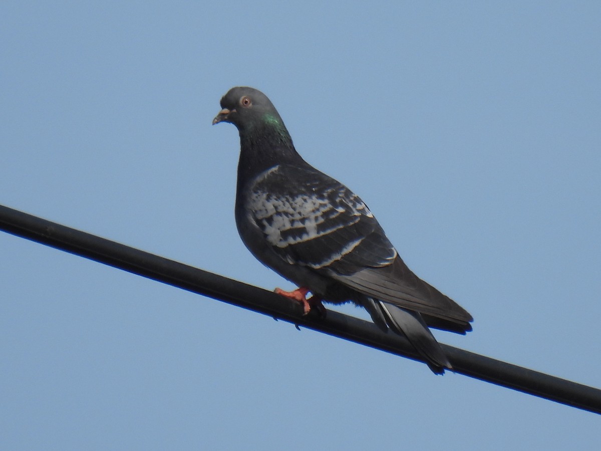 Rock Pigeon (Feral Pigeon) - ML615246283