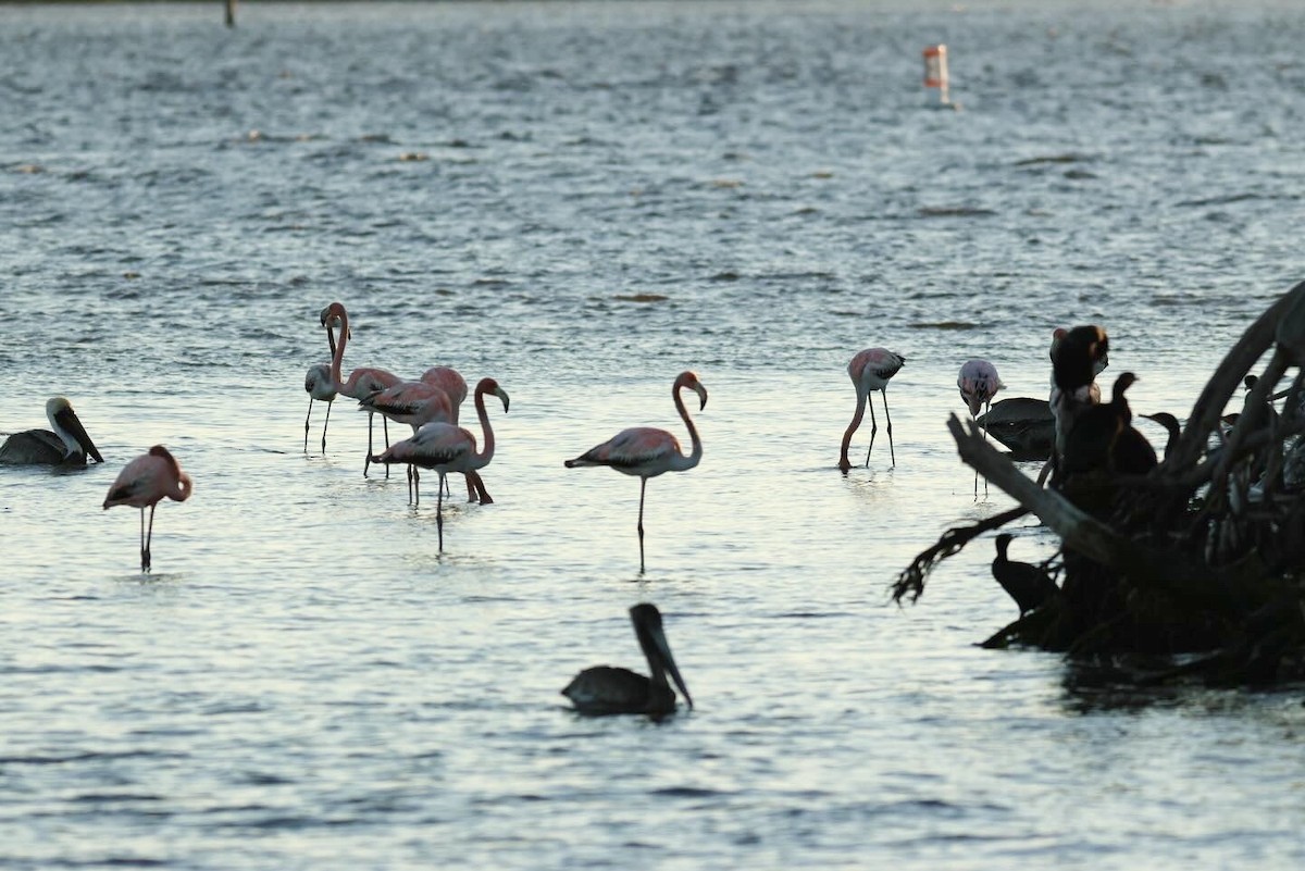 American Flamingo - Josh Bock