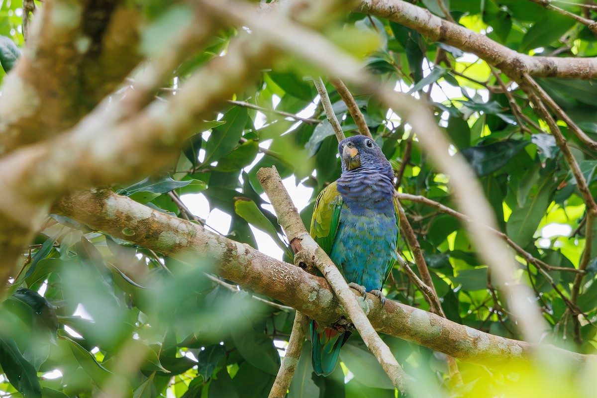 Blue-headed Parrot (Reichenow's) - ML615246510