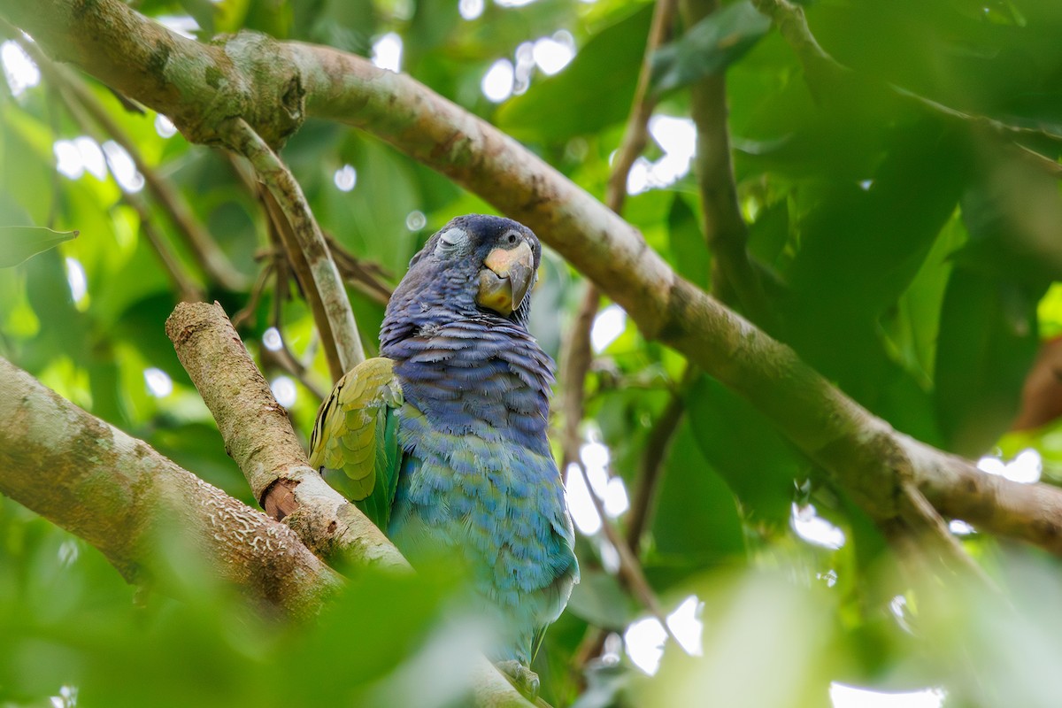 Blue-headed Parrot (Reichenow's) - ML615246512
