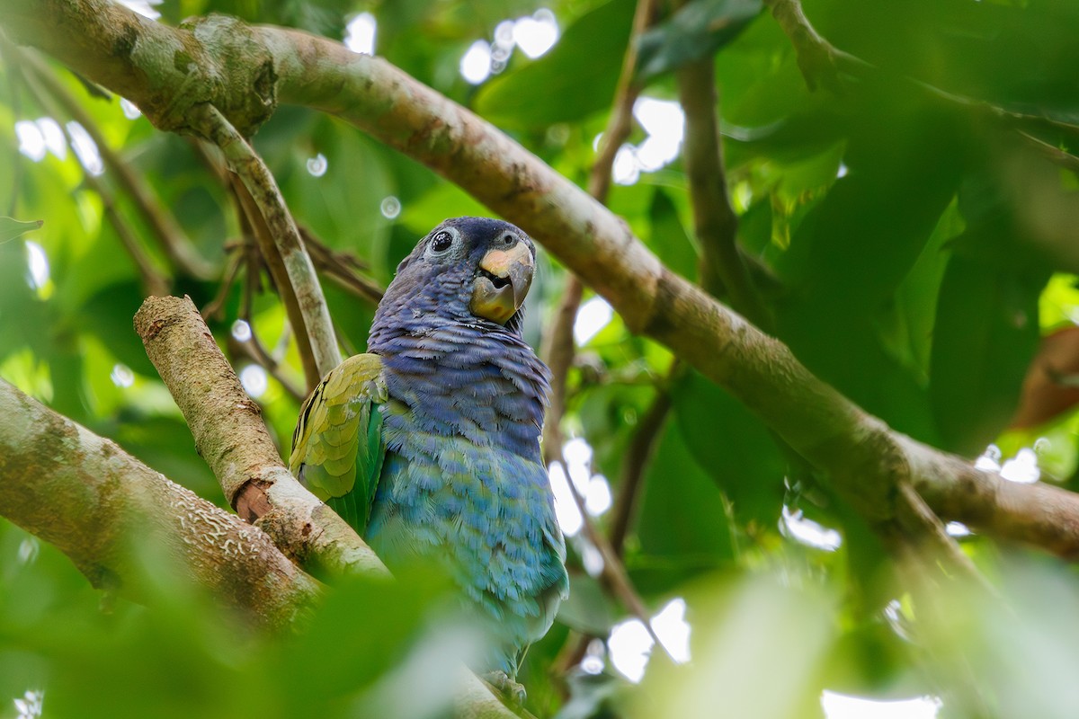 Blue-headed Parrot (Reichenow's) - ML615246513