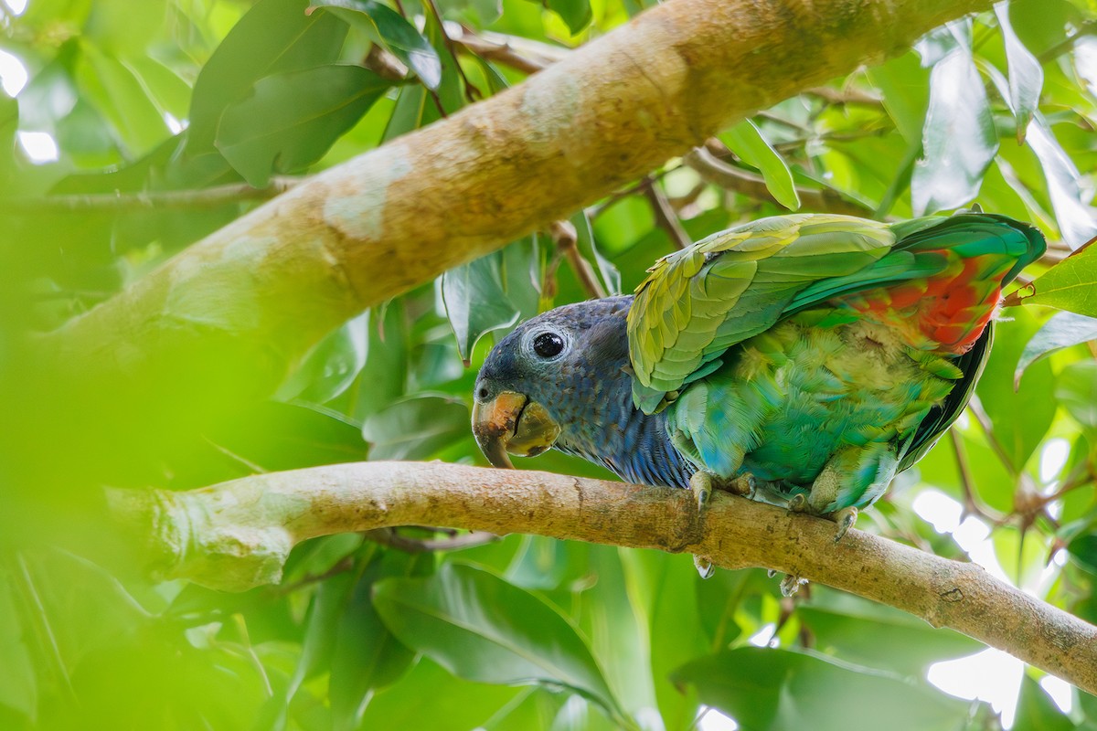 Blue-headed Parrot (Reichenow's) - ML615246514