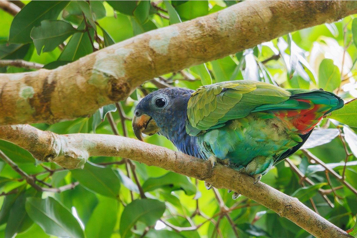 Blue-headed Parrot (Reichenow's) - ML615246515