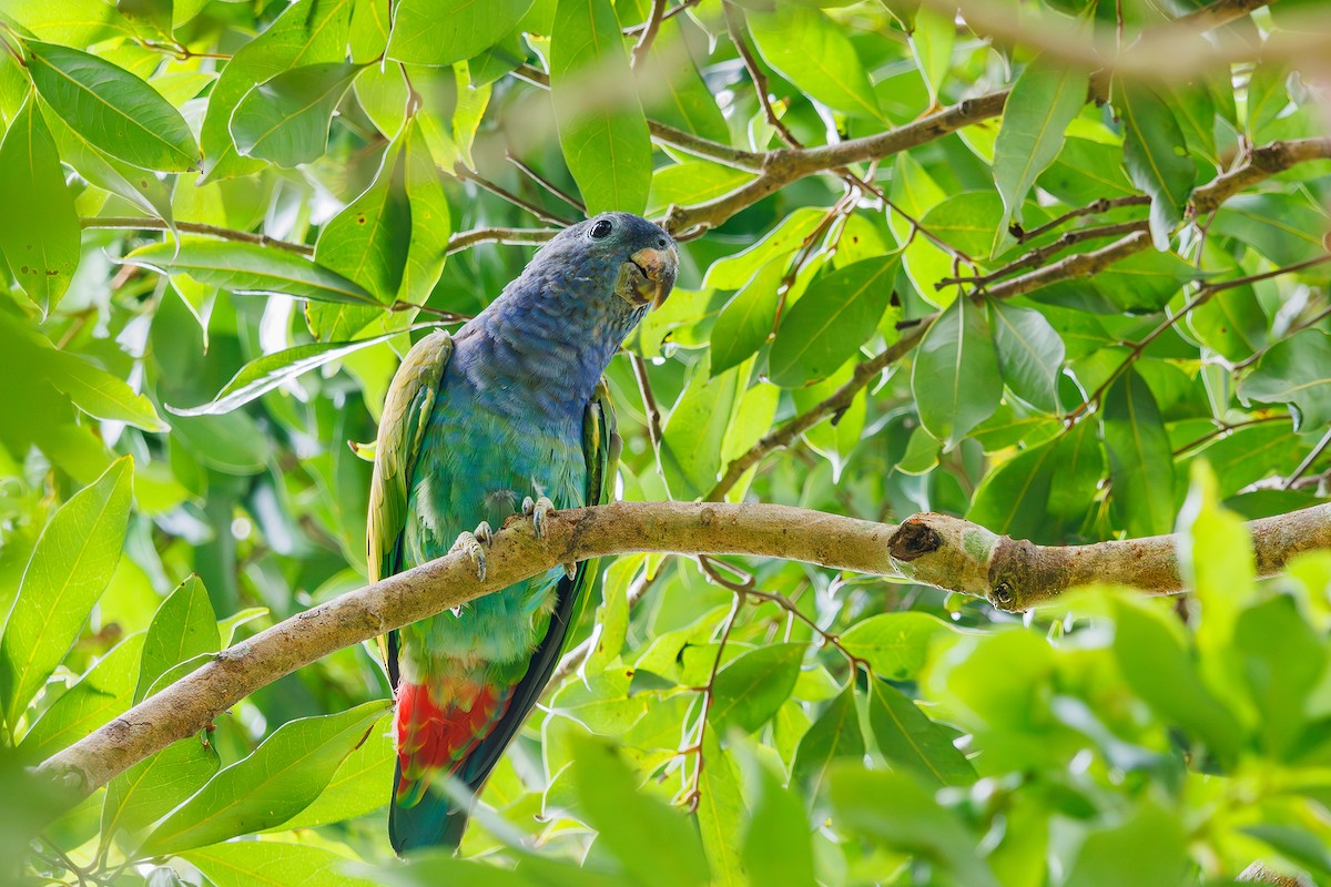 Blue-headed Parrot (Reichenow's) - ML615246516