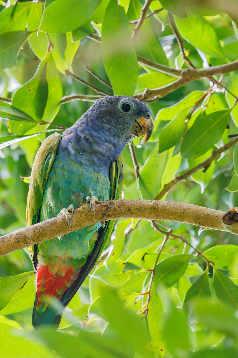 Blue-headed Parrot (Reichenow's) - ML615246517