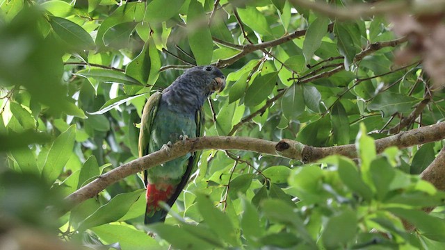 Папуга-червоногуз синьоголовий (підвид boreichenowidini) - ML615246576