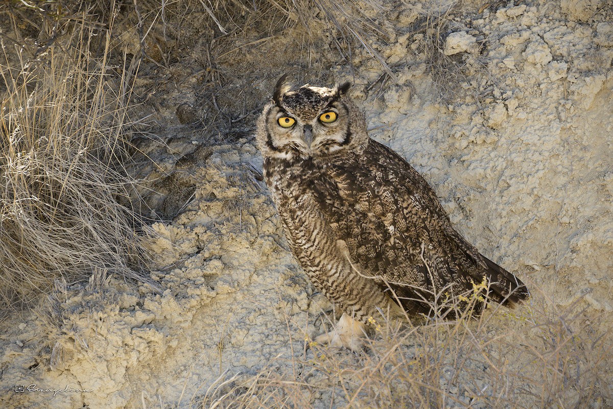 Lesser Horned Owl - ML615246663