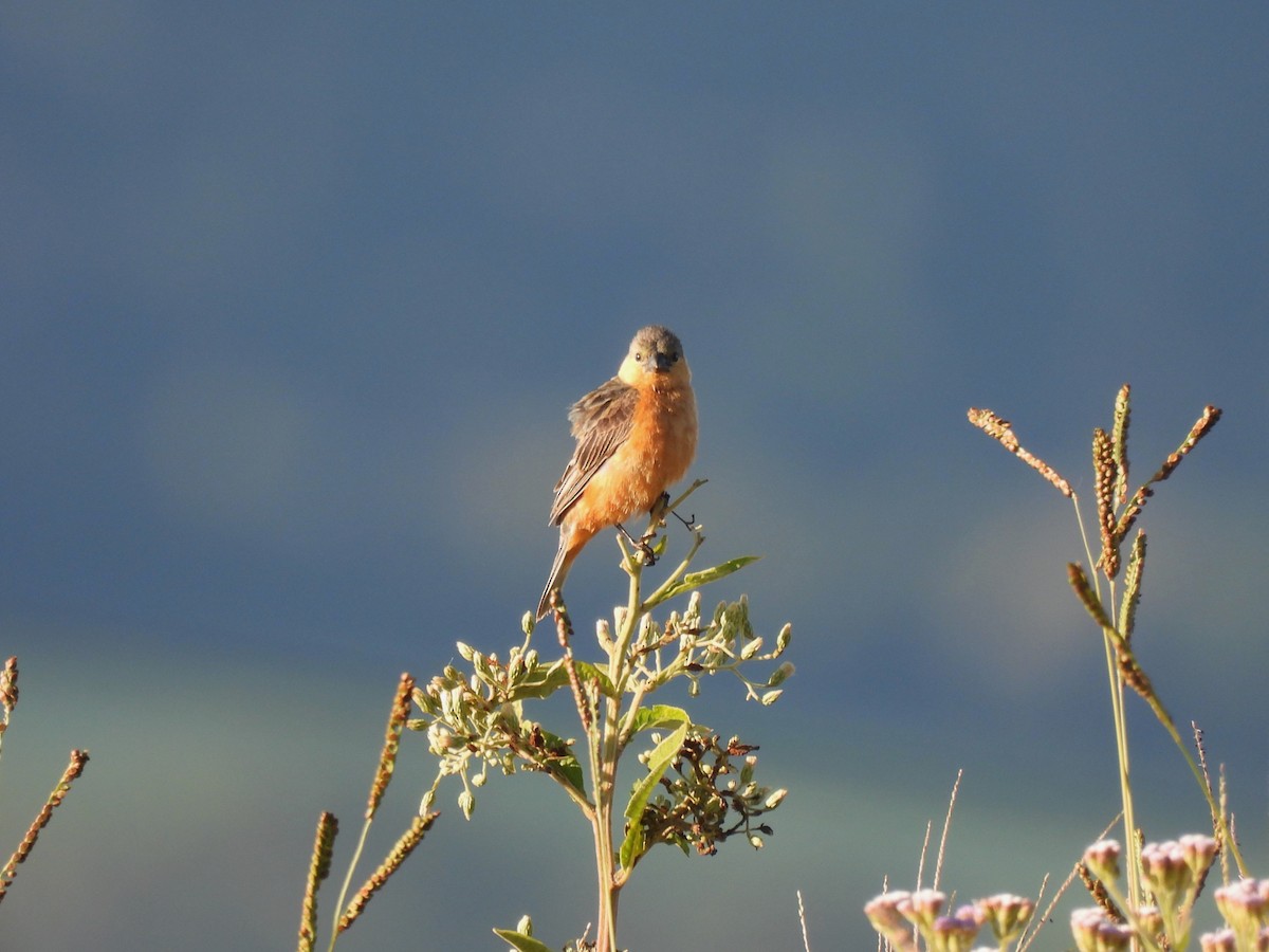 Tawny-bellied Seedeater - ML615246701