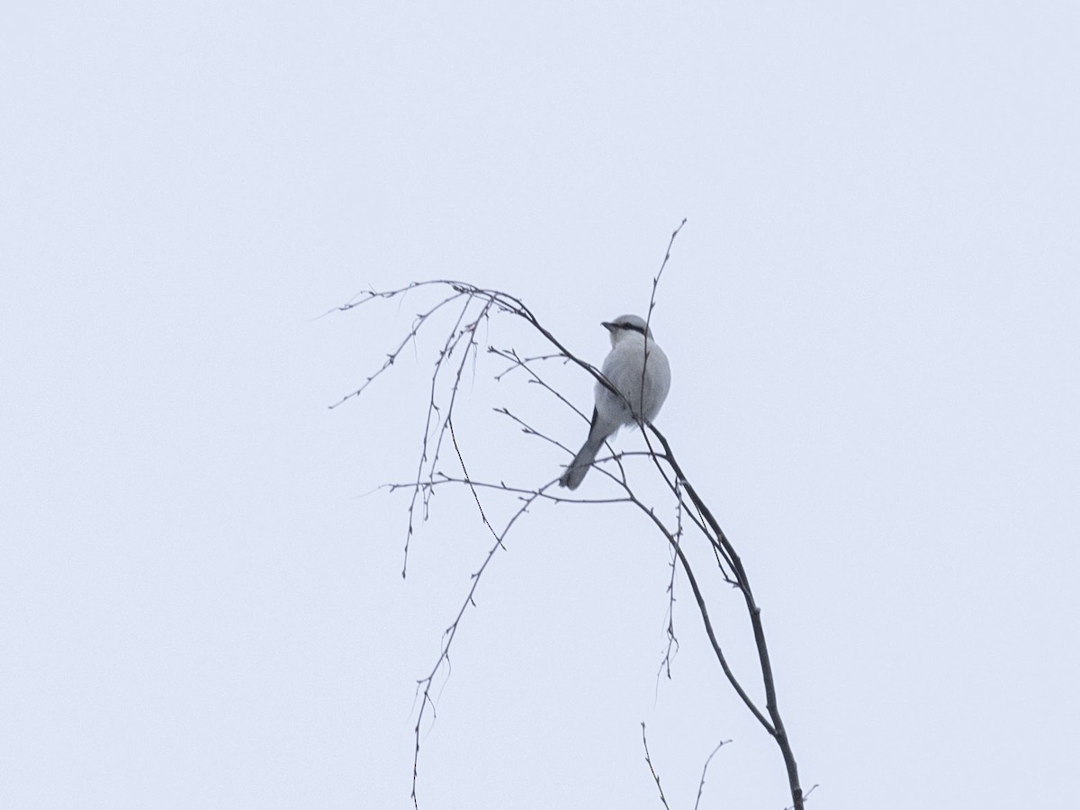 Great Gray Shrike (Great Gray) - Boris Georgi