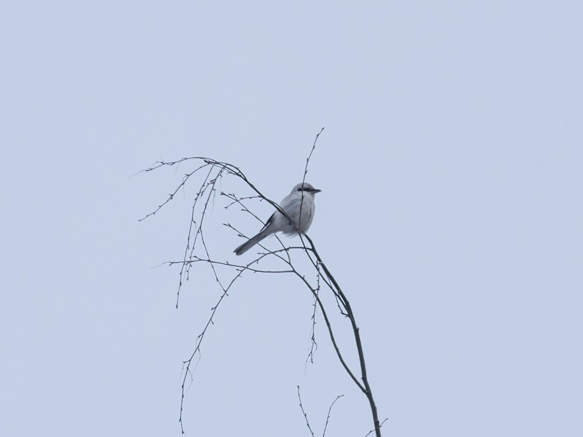 Great Gray Shrike (Great Gray) - ML615246708