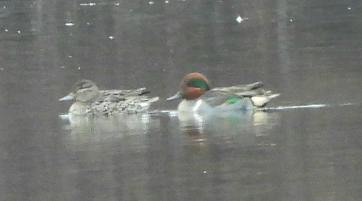 Green-winged Teal - ML615246753