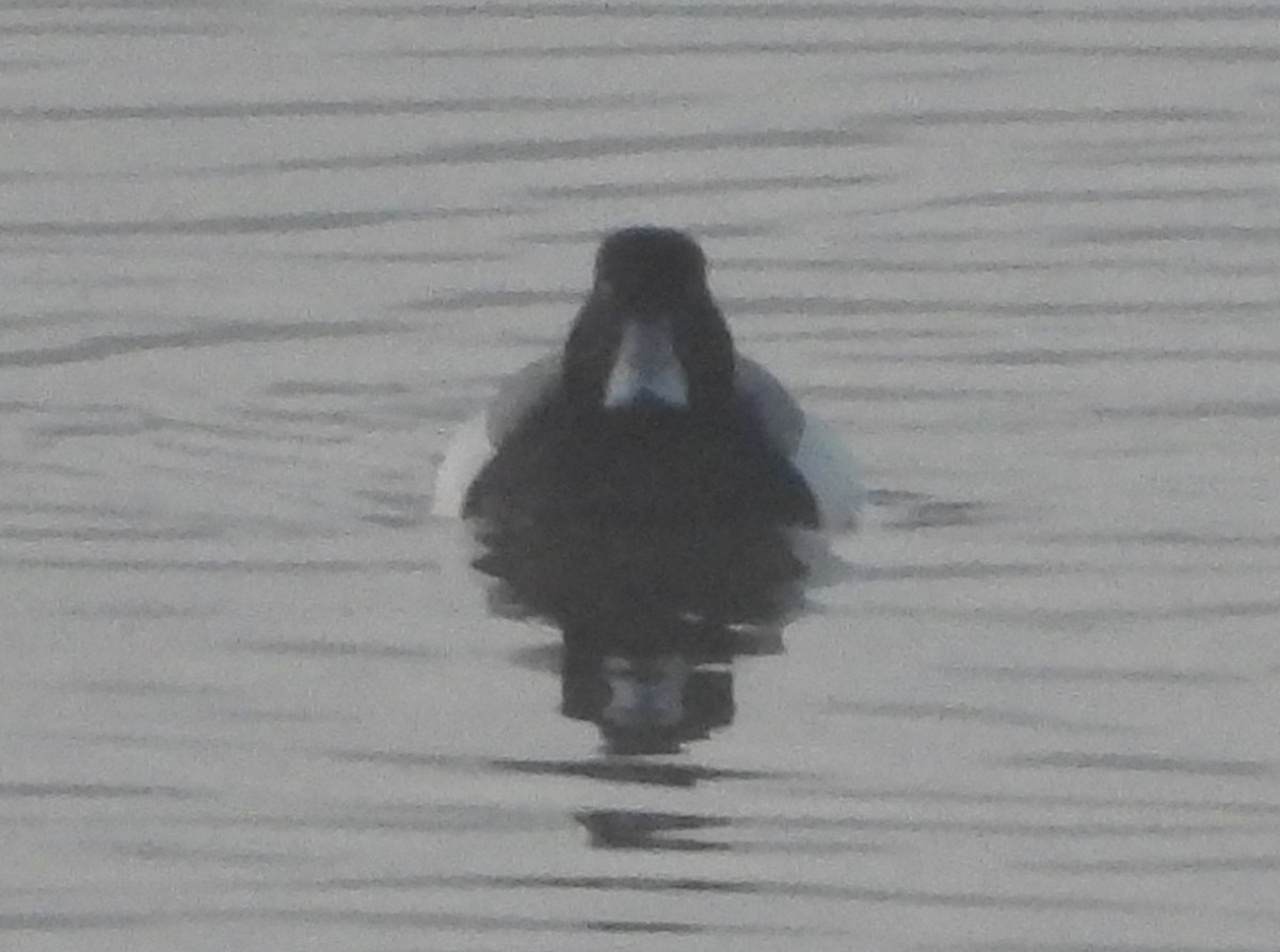 Greater Scaup - ML615246762