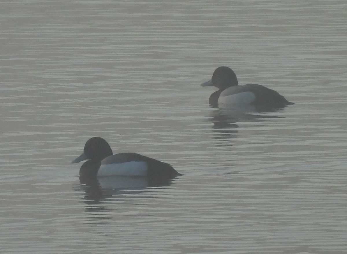 Greater Scaup - ML615246763