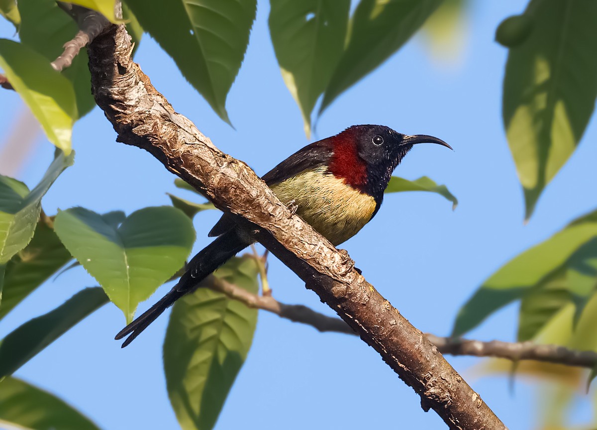 Black-throated Sunbird - Akshat K