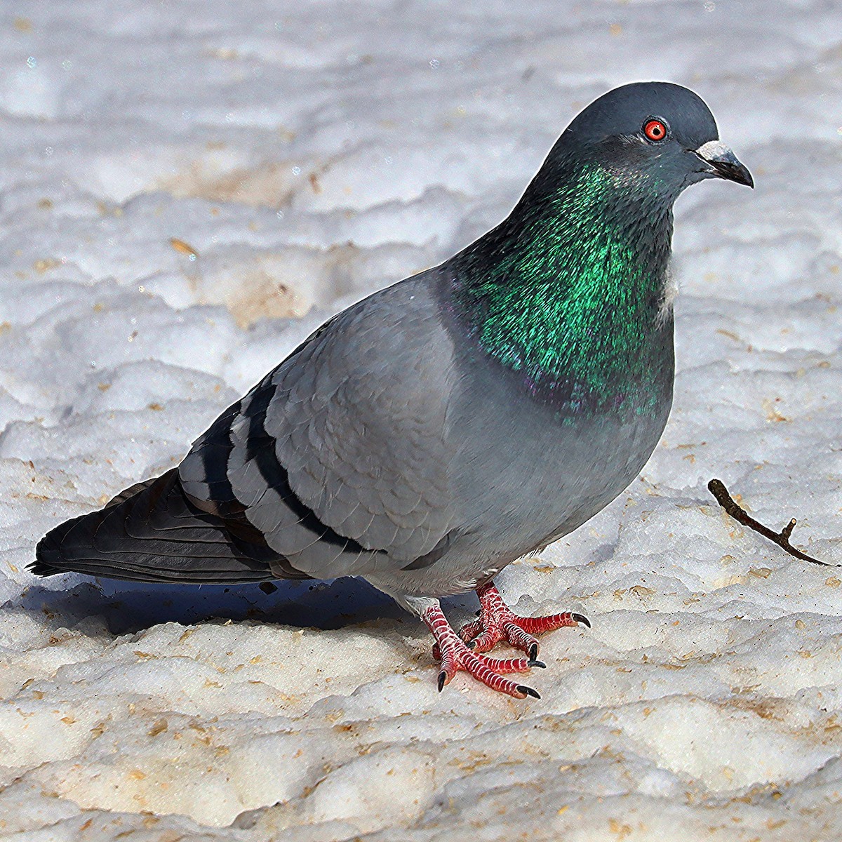 Rock Pigeon (Feral Pigeon) - ML615246833