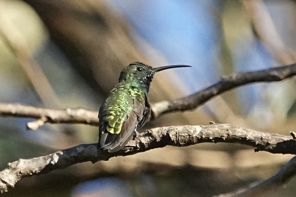 Green-breasted Mango - Christopher Carlson