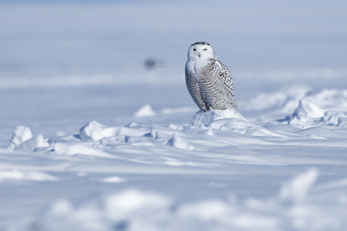 Snowy Owl - ML615246990