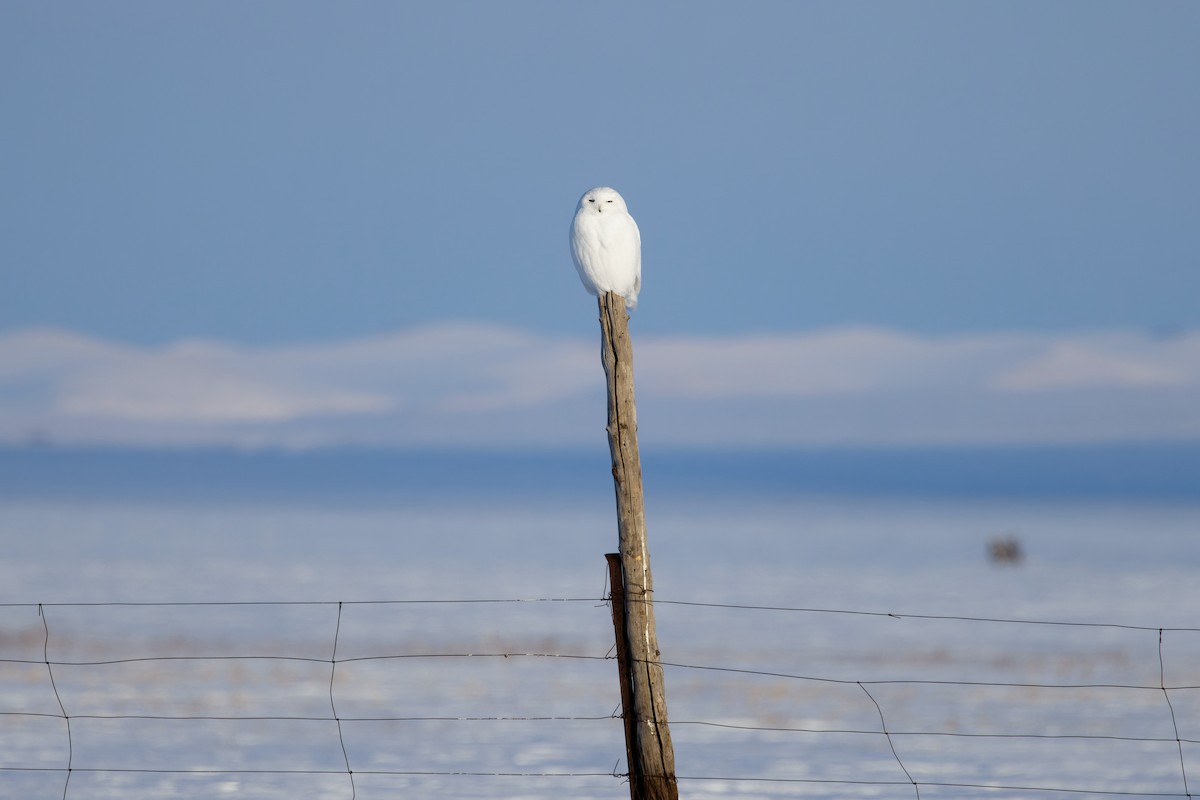 Snowy Owl - ML615246991
