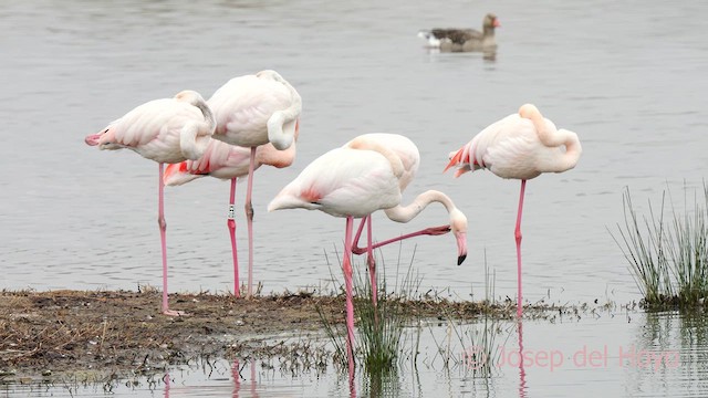 Greater Flamingo - ML615246992