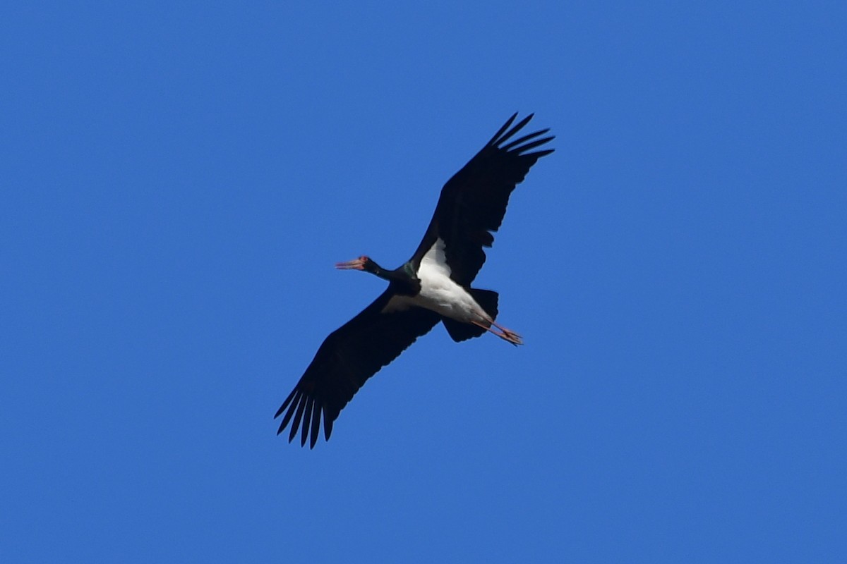 Black Stork - ML615247092