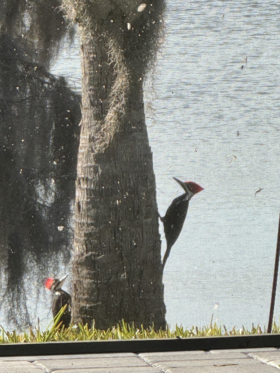 Pileated Woodpecker - ML615247657