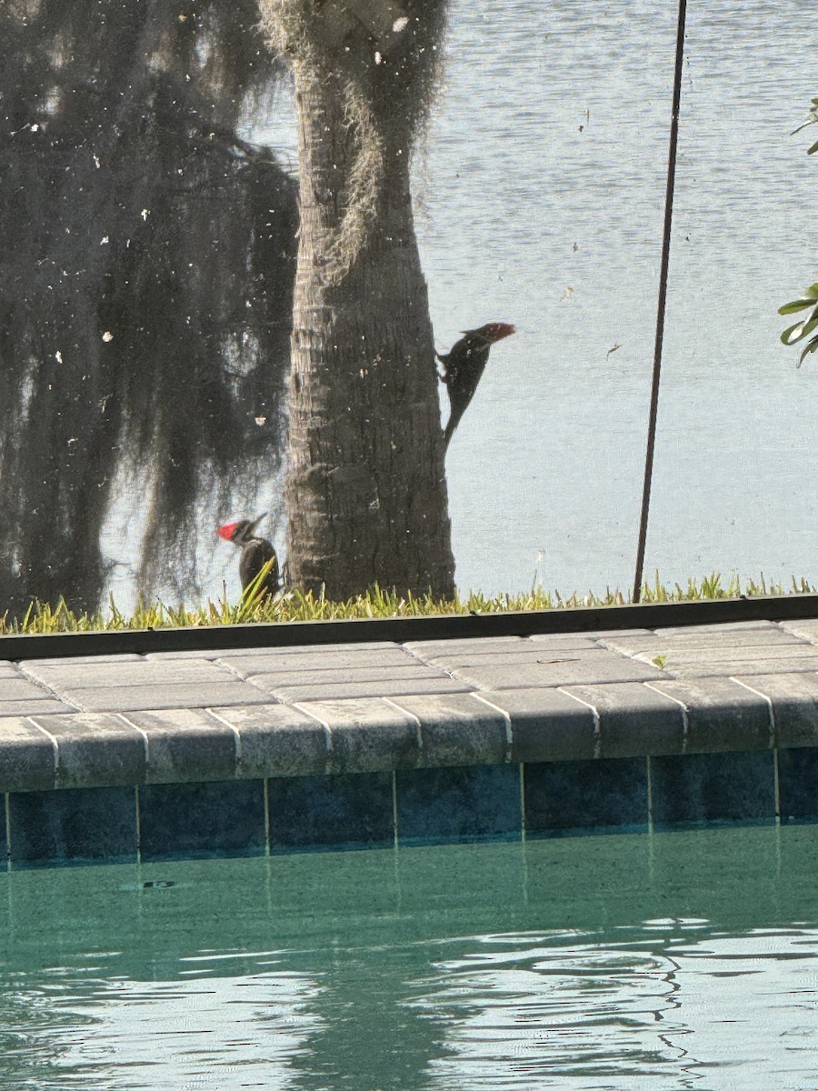 Pileated Woodpecker - ML615247658