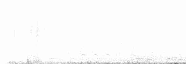 polák proužkozobý - ML615248061