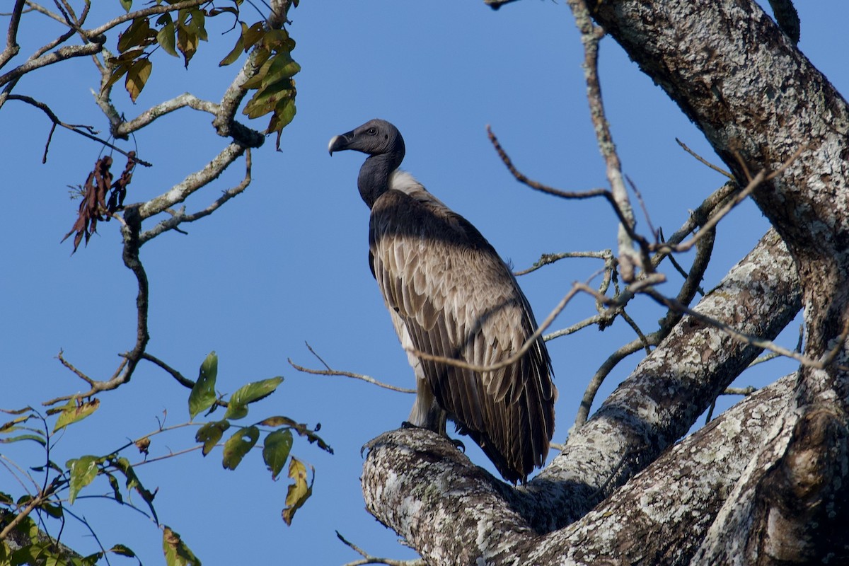 Slender-billed Vulture - ML615248128
