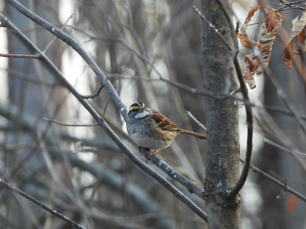 White-throated Sparrow - ML615248254