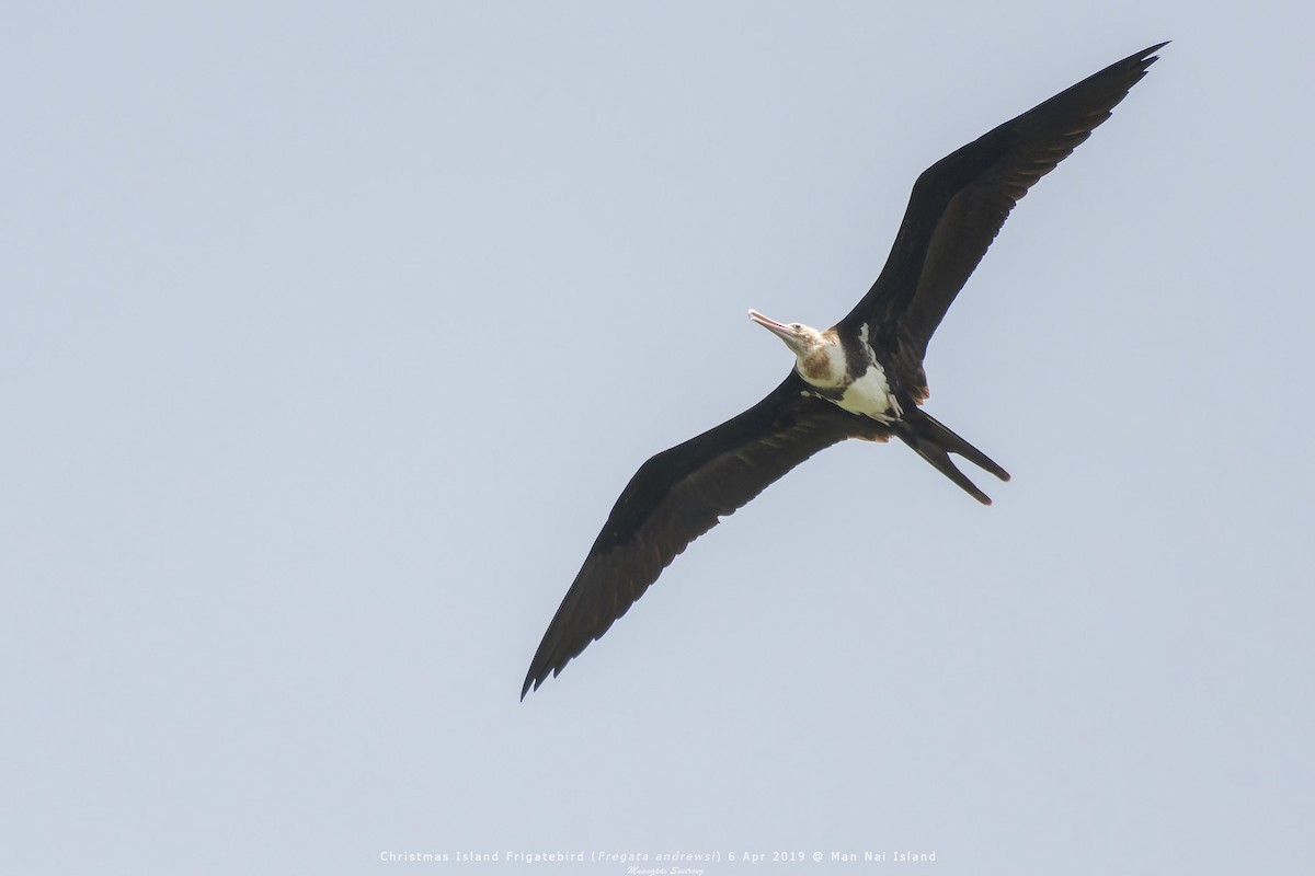 Christmas Island Frigatebird - ML615248479